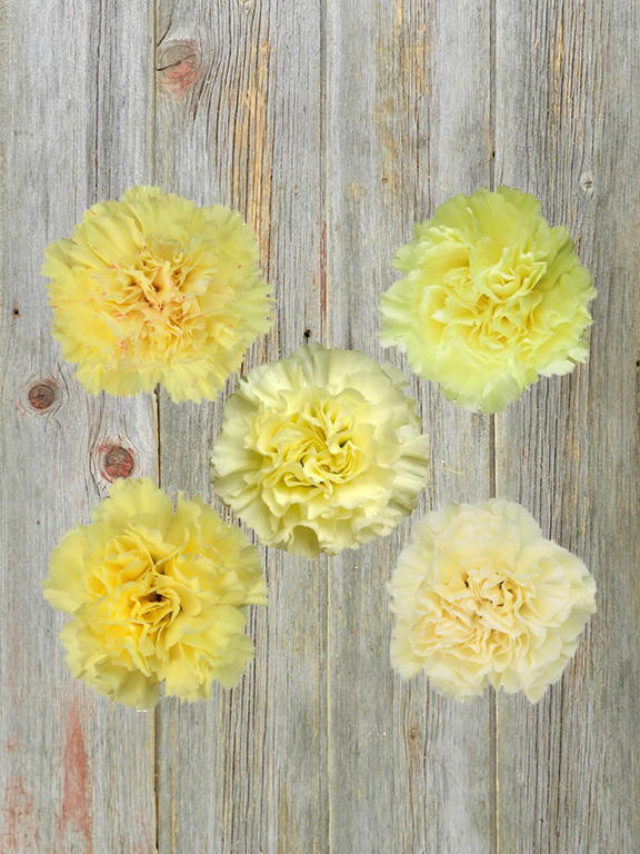 YELLOW CARNATIONS